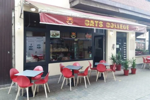 photo de cats college à namur